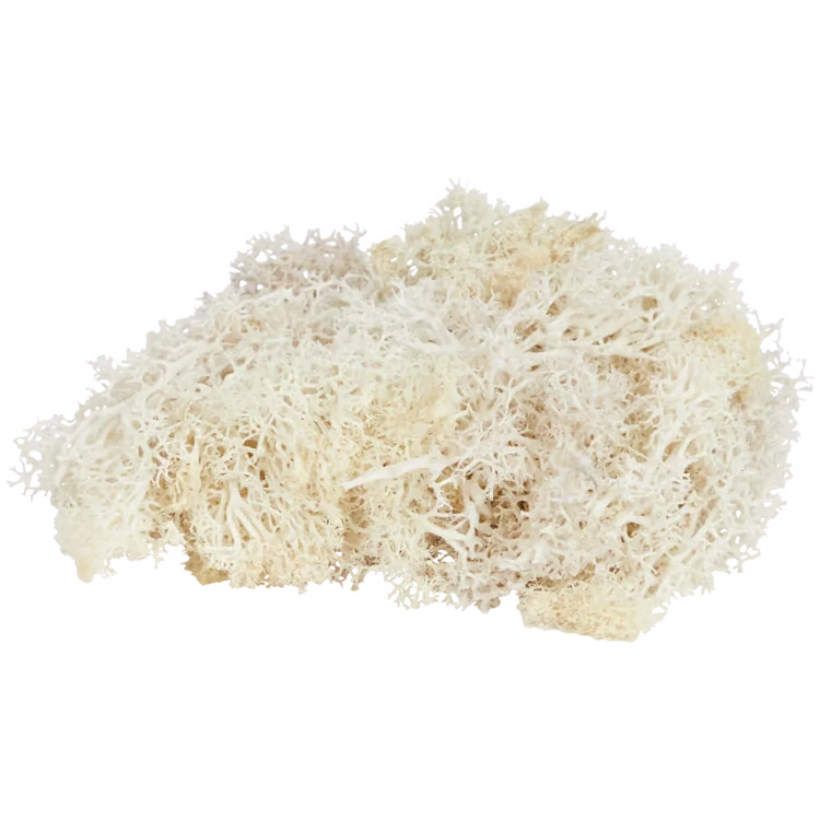 Dekorativní mech Home Accents