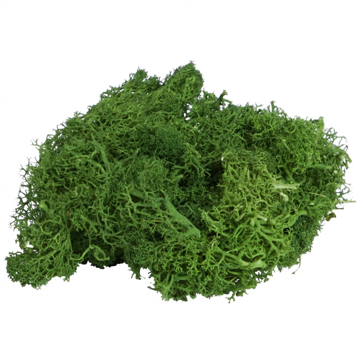 Dekorativní mech Home Accents