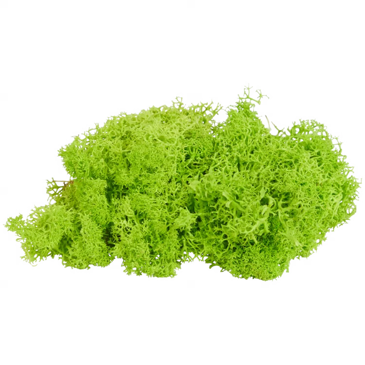 Dekorativní mech Home Accents