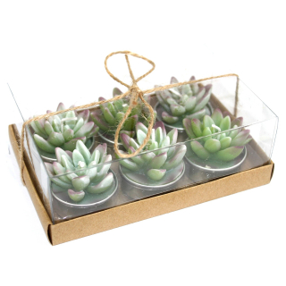 Kaktusové Svíčky - 6 ks. - Agave